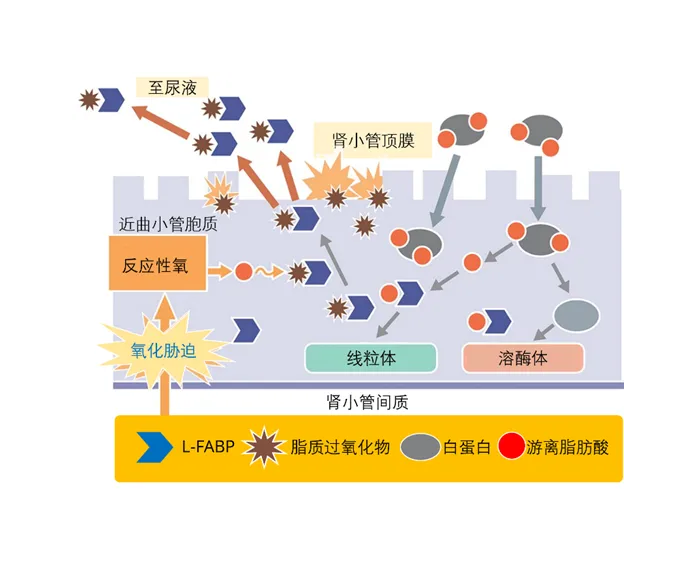 肝型脂肪酸結(jié)合蛋白（L-FABP）和檢測(cè)